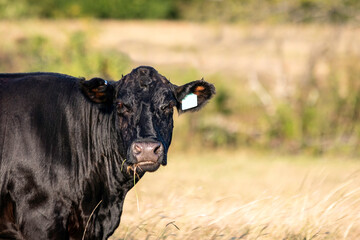 Wall Mural - Angus brood cow looking at camera with neg space