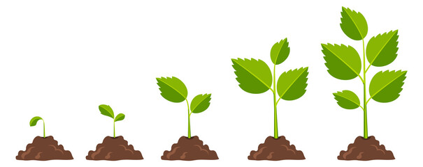 Poster - Plant growth stages icons. Cartoon nature proccess