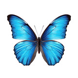 Fototapeta Motyle - Blue butterfly isolated. Illustration AI Generative.