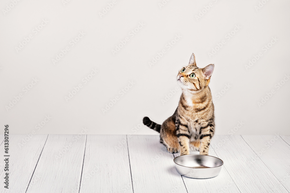 Hungry domestic tabby cat sitting by food dish
