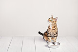 Fototapeta Tęcza - Hungry domestic tabby cat sitting by food dish