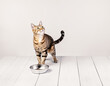 Hungry domestic tabby cat standing by food dish