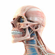 3d rendered illustration of a skeleton. Generative Ai. 