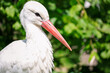 Beautiful white stork in green grass. Poland
