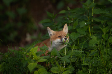 Wall Mural - Red foxes are playing near the burrow. Cute small fox in the forest. European nature. Small fox is sniffing the nettle. Red fox is sitting in the wood. 