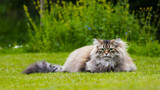 Fototapeta Na sufit - Kot Syberyjski na trawie