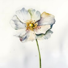 Daohne Flower In Watercolour, White Background