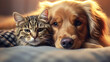 © shin project - 仲の良い犬と猫