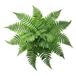 Fern leaf isolated on transparent background, Ornamental foliage, Green fern leaves isolated over white background, top view, view from above, close up, botanical design. generative ai