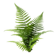 Fern Leaf Isolated On Transparent Background, Ornamental Foliage, Green Fern Leaves Isolated Over White Background, Side View, Close Up, Woodland Forest Fern, Botanical Design. Generative Ai