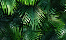 Palm Leaves Background 