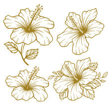 Set Of Hand Drawn Hibiscus Flower Illustration. Hibiscus Flower Line Art Collection