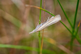Fototapeta Niebo - Crambus perlella - wachlarzyk perłowy. Ćma dzienna, która często przylatuje do ogrodów i parków.