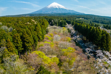 Sticker - 花の富士山　Mt. Fuji in spring, 