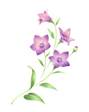 紫色の桔梗の花1　手描き色鉛筆画