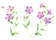 紫色の桔梗の花のセット　手描き色鉛筆画