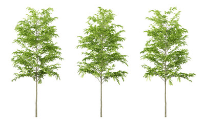green gleditsia triacanthos trees on transparent background, png tree, 3d render illustration.