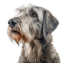 Portrait Of A Irish Wolfhound Dog Isolated On White Background, Ai Generative.