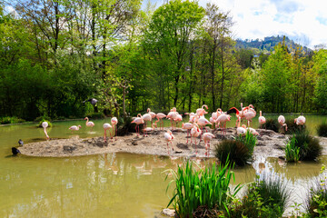 Wall Mural - Flock of lesser flamingos (Phoenicoparrus minor) in a lake