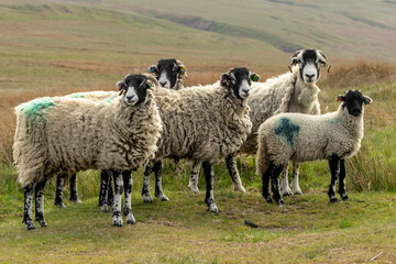 Wall Mural - Swaledale sheep free roaming on managed grouse moorland in the Yorkshire Dales, UK. Four ewes and one well grown lamb.  Facing forward.  Horizontal.  Copy space