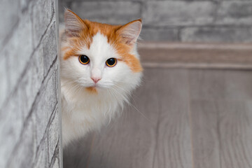 domestic cat peeks out from around the corner of the room