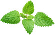 Fresh raw mint leaf or melissa leaves isolated on transparent background. Full depth of field.