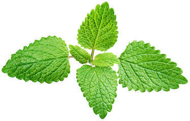 Wall Mural - Fresh raw mint leaf or melissa leaves isolated on transparent background. Full depth of field.