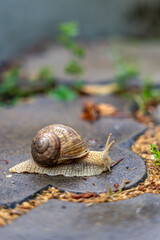 Slow and Steady: Unveiling the World of Snails