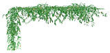 Fototapeta Sawanna - A trail of realistic ivy leaves or Ivy green with leaf. Png transparency	