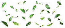 Isolate Leaves Movement Falling Slow Down On Transparent Backgrounds 3d Render Png