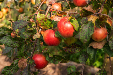 Wall Mural - Brown spots spoilage on the leaves of an apple tree. Harvest of apples on the branches