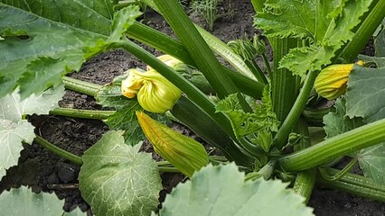 Wall Mural - Young zucchini on a plant with flowers in the garden