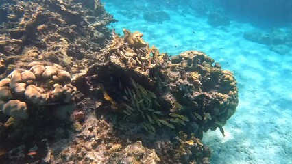 Wall Mural - A school of yellow and blue striped grunt and schoolmaster fish swimming along the rock and coral reef