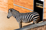 Fototapeta Konie - sad zebra