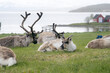 Wild reindeer family in their natural habitat Norway, Europe