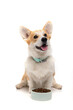 Dog with food on a white background.