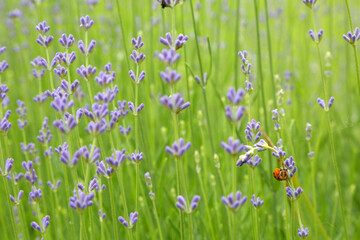 Wild Lavender. Lavender in different shades growing outside the house. Lavender.