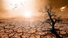 Trees Die In A Barren Land Because Of Global Warming