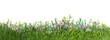 Wild flowers on the meadow isolated on transparent white background