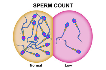 Male fertility for sperm count