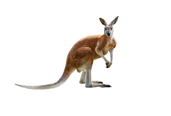 Canvas Print - red kangaroo isolated on white background