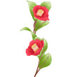 Single red branch camelia flower
