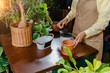 © Iryna - Houseplants concept. Close up of young housewife girl transplants indoor plants into new large plant pots sitting on couch near table at home, care for environment. Female hands who takes care plants