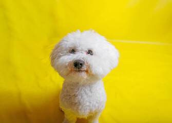 Bichon Frise dog posing in photography studio