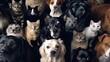 © Satawat - Numerous dogs and cats are observing the camera. The Generative AI