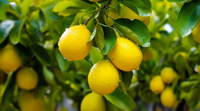 Lemon Tree With Yellow Lemons On The Branch In The Garden,selective Focus.Healthy Food Concept,organic Fruits And Vegetables.