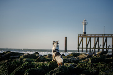 Wall Mural - dog at sea. marble Australian Shepherd stands on a stone and looks at the water