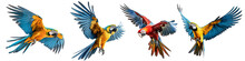 Set Of Four Tropical Parrot Birds, Exotic Blue And Yellow And Scarlet Macaws In Flight, Transparent PNG.