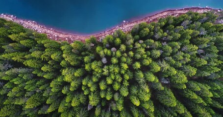 Wall Mural - aerial drone view of blue lake water and green forest pine trees. beautiful nature panorama. nationa