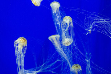 Deep blue Jellyfish 1